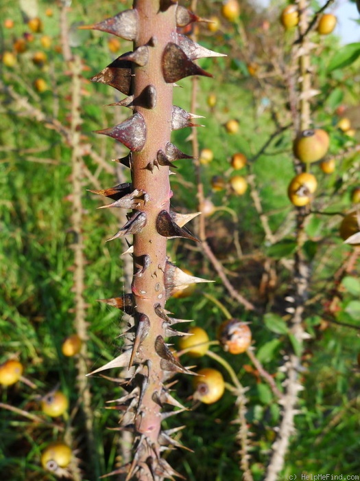 'Düsterlohe No. 2' rose photo