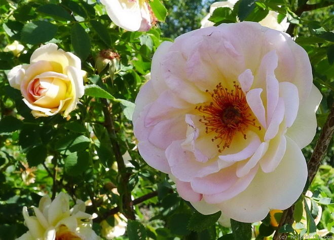 'Frühlingsduft (Hybrid Spinossima, Kordes, 1949)' rose photo