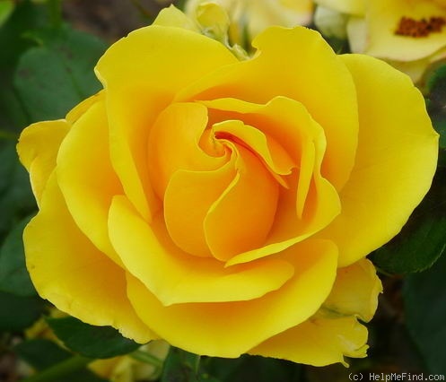 'Gold Reef ®' rose photo