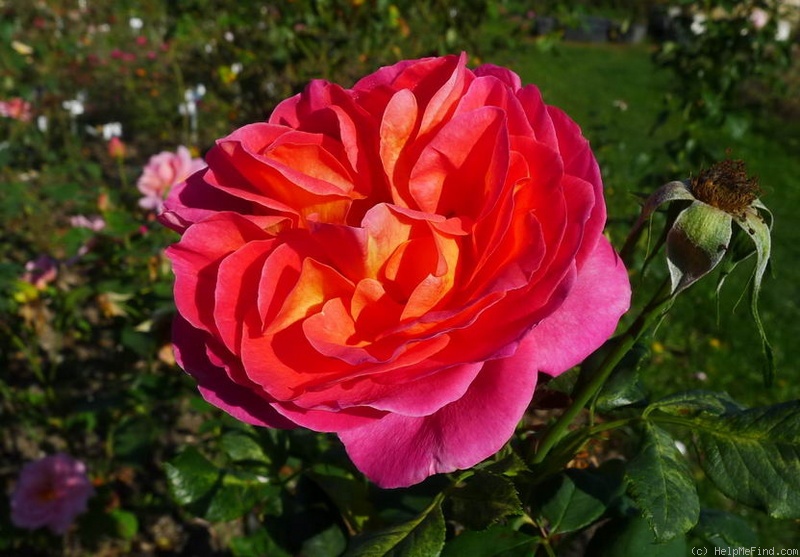'La Passionata (hybrid tea, Delbard 1997)' rose photo