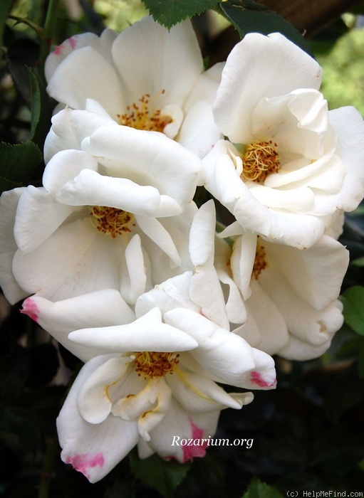 'White Haze ®' rose photo