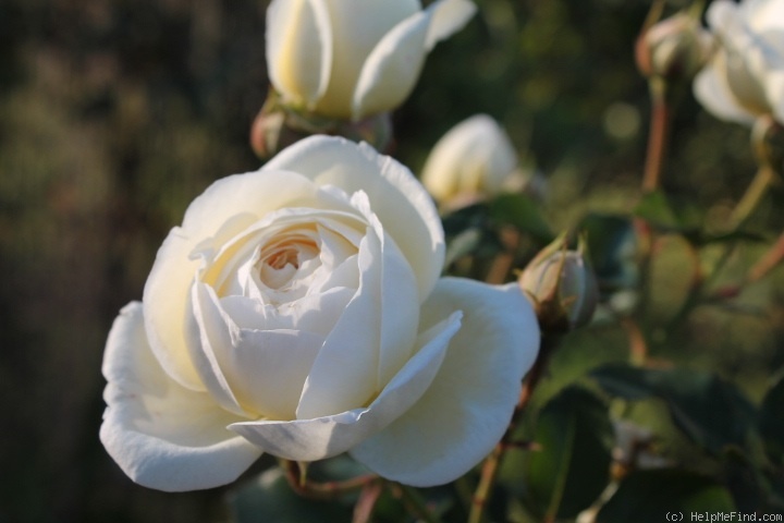 'Artemis ® (shrub, Evers/Tantau, 2004/09)' rose photo