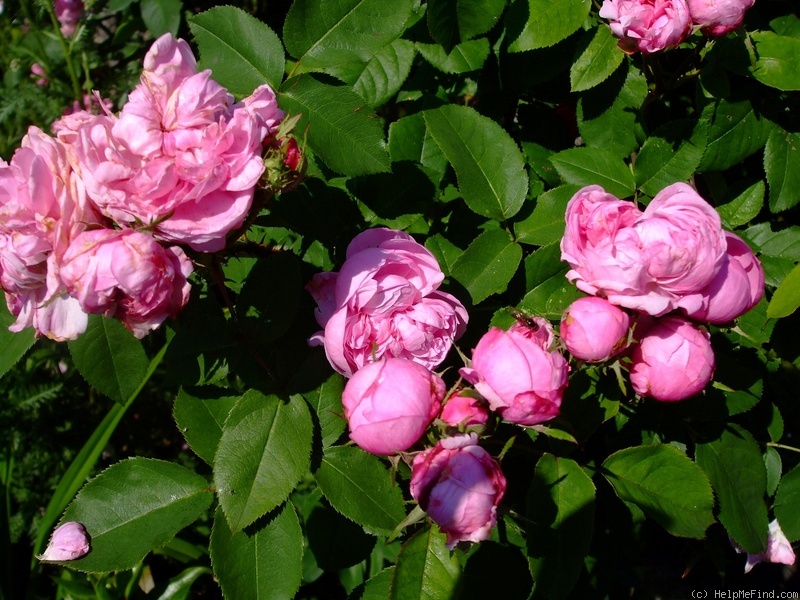 'Sidonie (damask perpetual, Vibert, by 1847)' rose photo