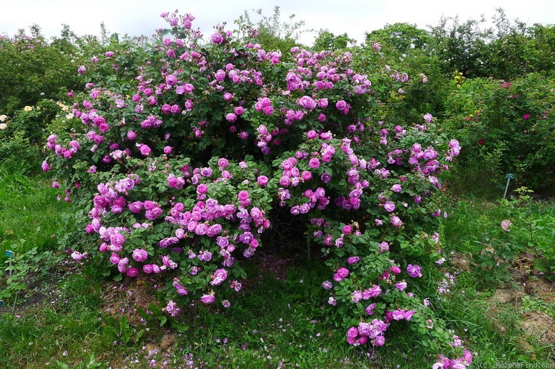 'Mercedes (hybrid multiflora, Geschwind, 1885)' rose photo