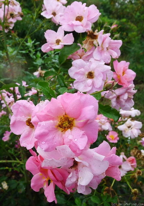 'Simon Fraser' rose photo