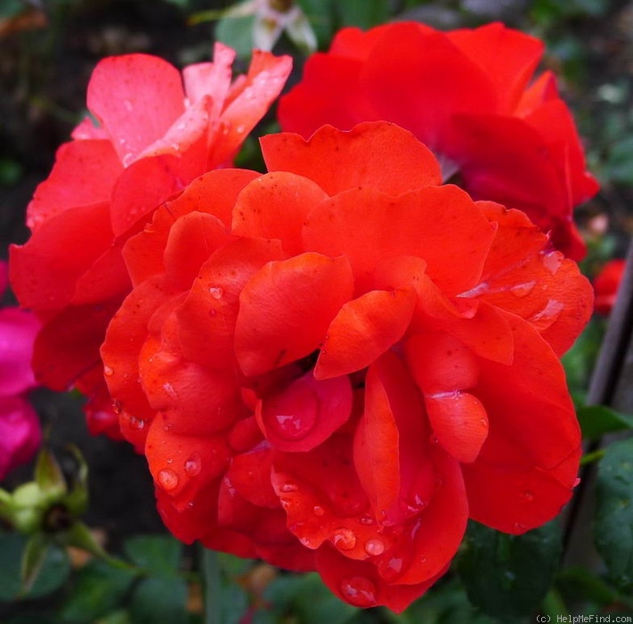 'Warrior (floribunda, LeGrice, 1978)' rose photo