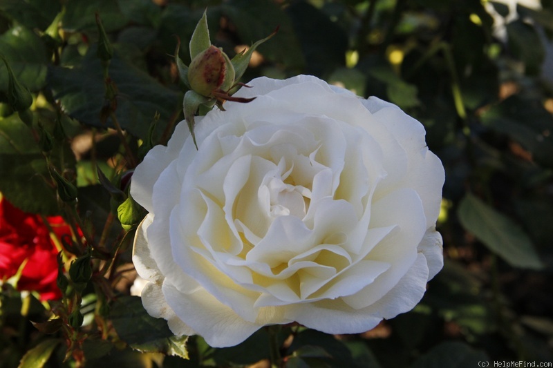 'Marie-Luise Marjan ®' rose photo