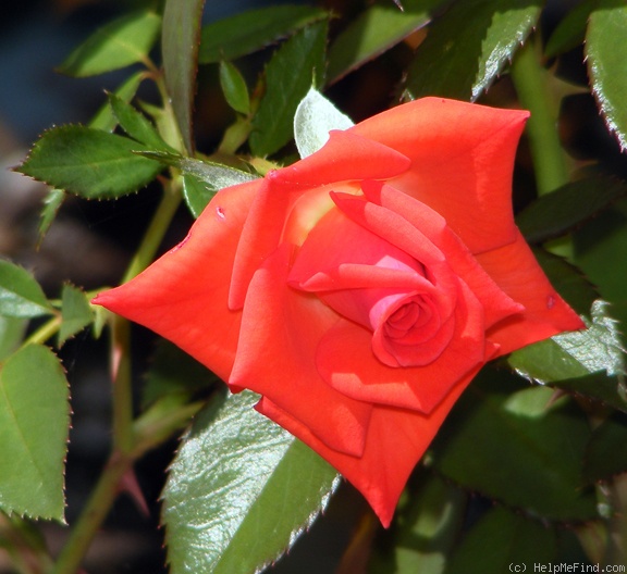 'Powerhouse' rose photo