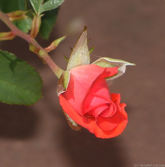 'Powerhouse' rose photo