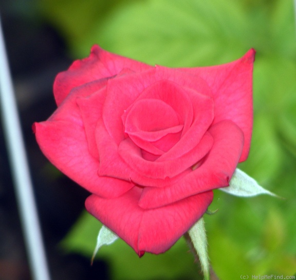 'Patron' rose photo