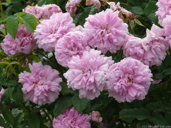 'Ispahan (damask, Unknown, before 1827)' rose, click to enlarge 'Ispahan (damask, Unknown, before 1827)' rose photo