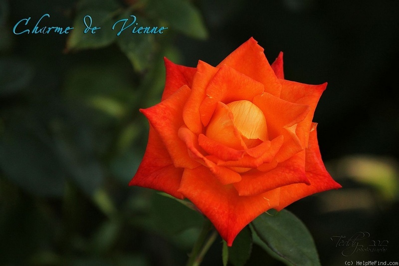 'Charme de Vienne' rose photo