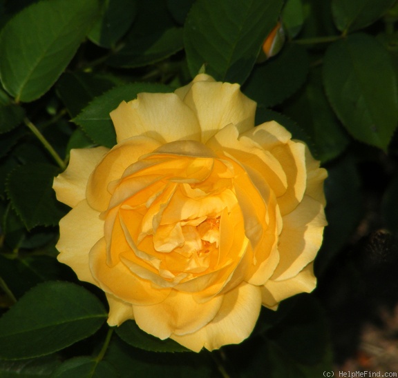 'Julia Child ™ (Floribunda, Carruth, 2004)' rose photo