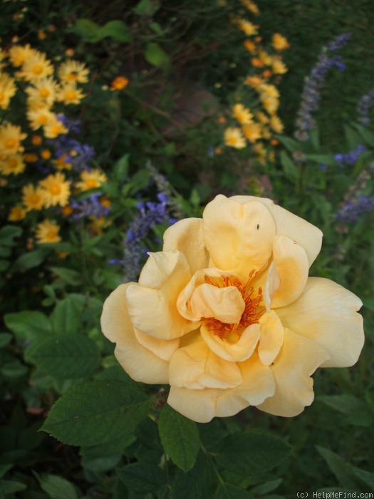 'Anson Jones' rose photo
