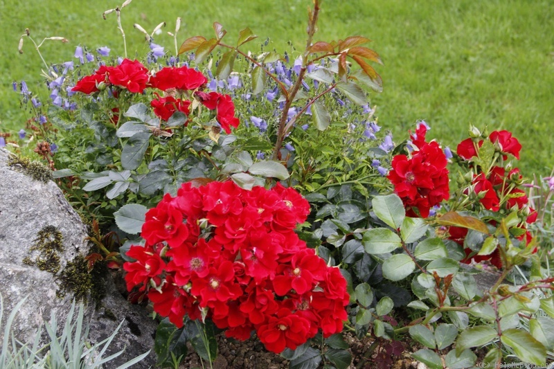 'Alpenglühen® (shrub, Evers/Tantau, 2003)' rose photo