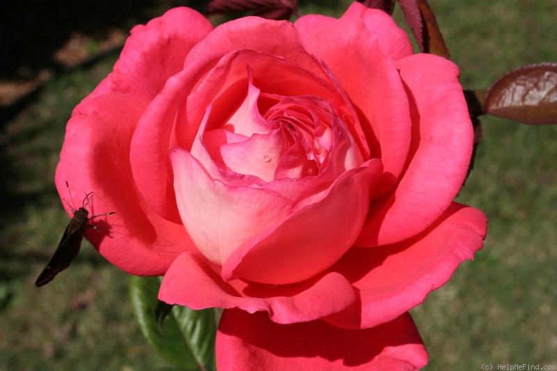 'Typhoo Tea' rose photo