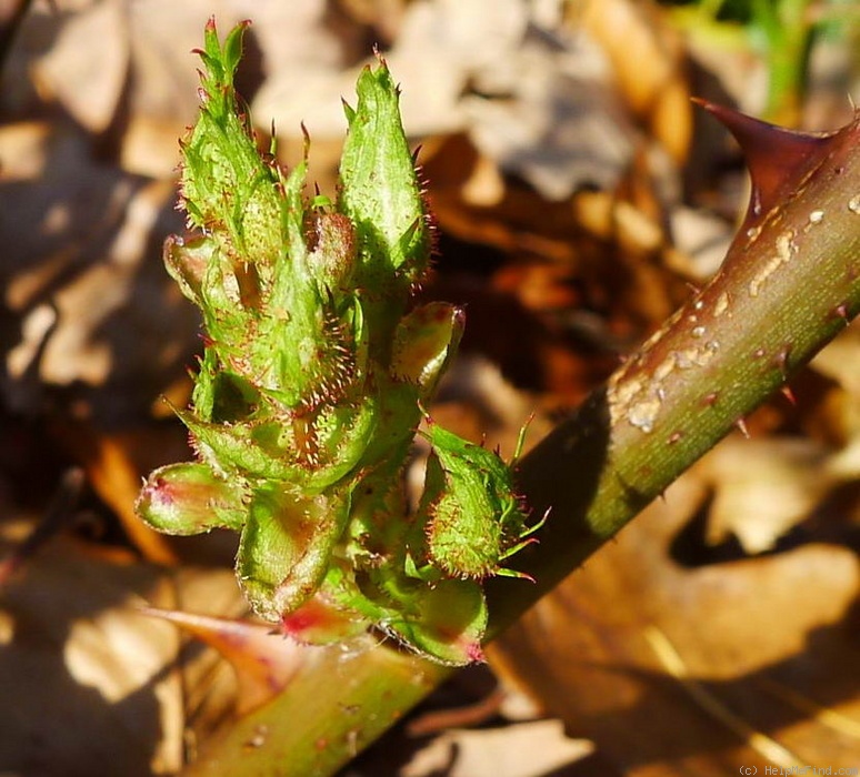 'Madame Jules Gouchault' rose photo