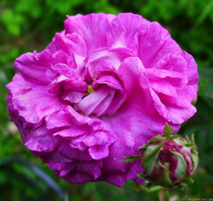 'Boula de Nanteuil (gallica, Roeser, 1834)' rose, click to enlarge 'Boula de Nanteuil (gallica, Roeser, 1834)' rose photo