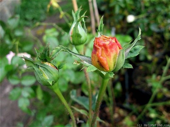 'Amiable Blush' rose photo