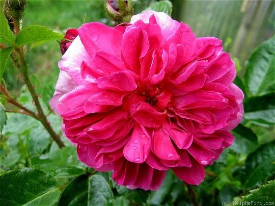'Magic Moss' rose photo