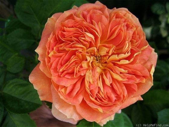 'Glowing Blush' rose photo