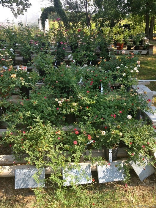 'Red Cascade' rose photo