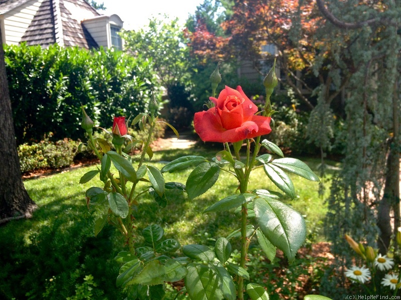 'Hot Cocoa ™ (Floribunda, Carruth, 2002)' rose photo