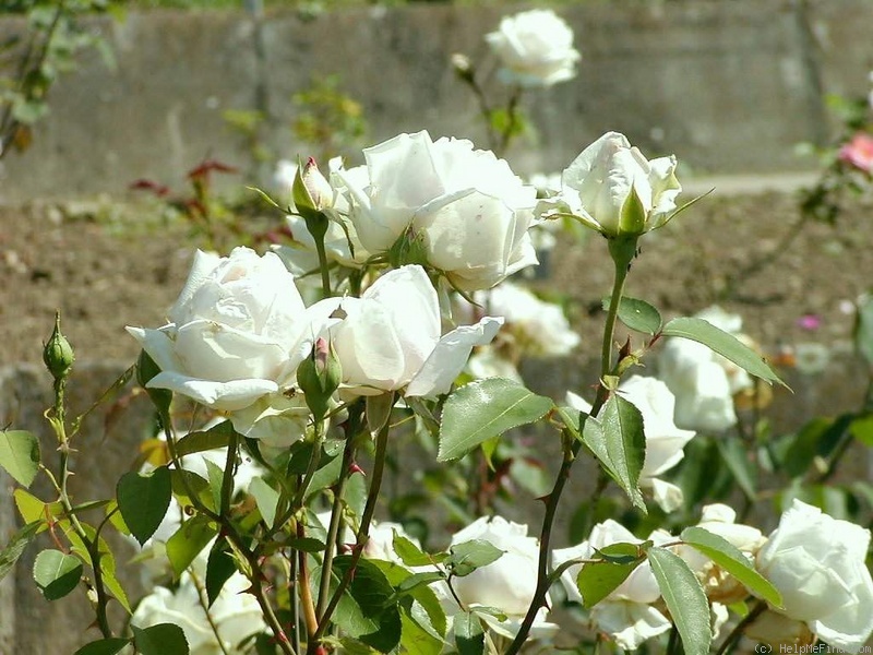 'Mikulás Ales' rose photo