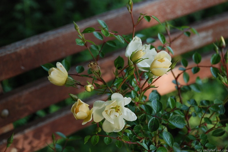 'CHEwbress' rose photo