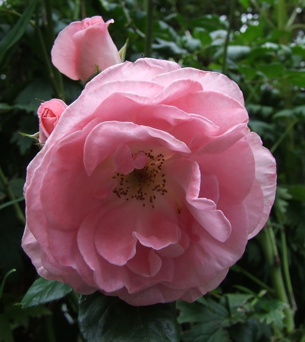 'Dearest (floribunda, Dickson before 1958)' rose photo