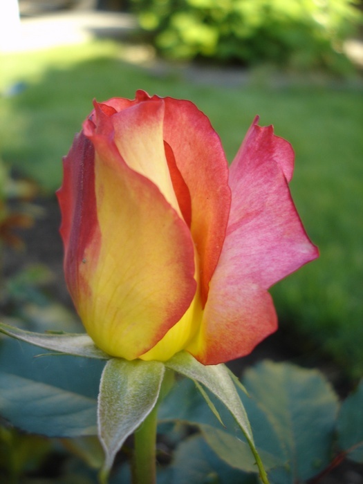 'Rainbow Sorbet ™' rose photo