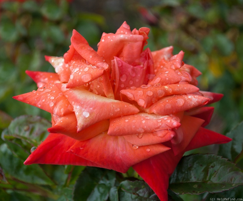 'Remember Me ® (hybrid tea, Cocker, 1979)' rose photo