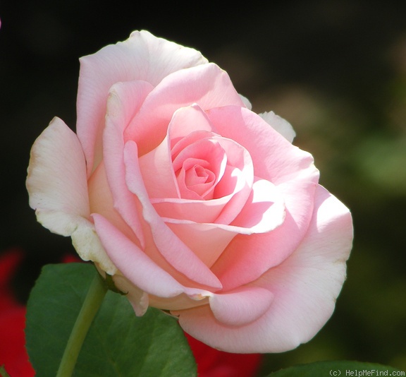 'Falling in Love ™' rose photo