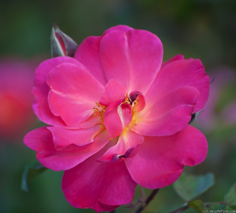 'Arpeggio' rose photo