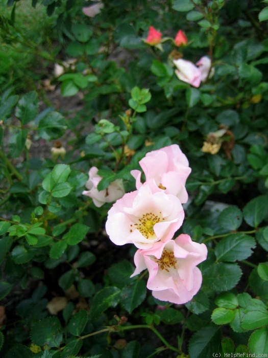 'Bingo Meidiland' rose photo