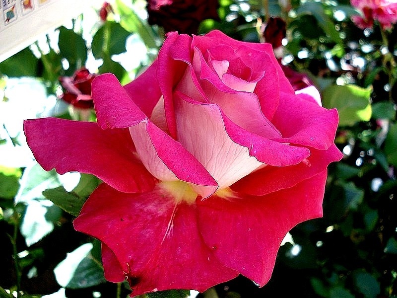 'Monica Bellucci®' rose photo