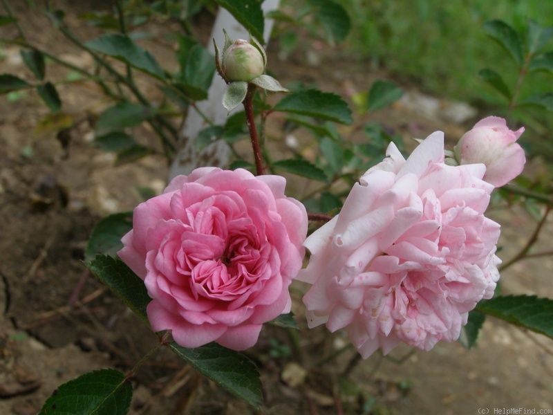 'Ruženka' rose photo