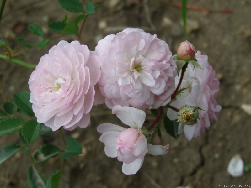 'Ružovienky' rose photo