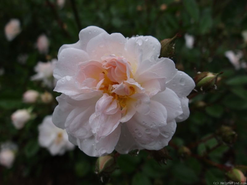 'Rúži 2' rose photo