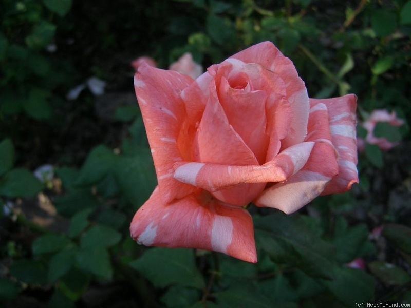 'Alexander Dubček' rose photo