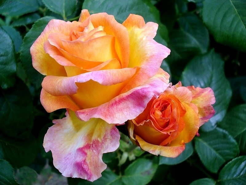 'Gold Medal' rose photo