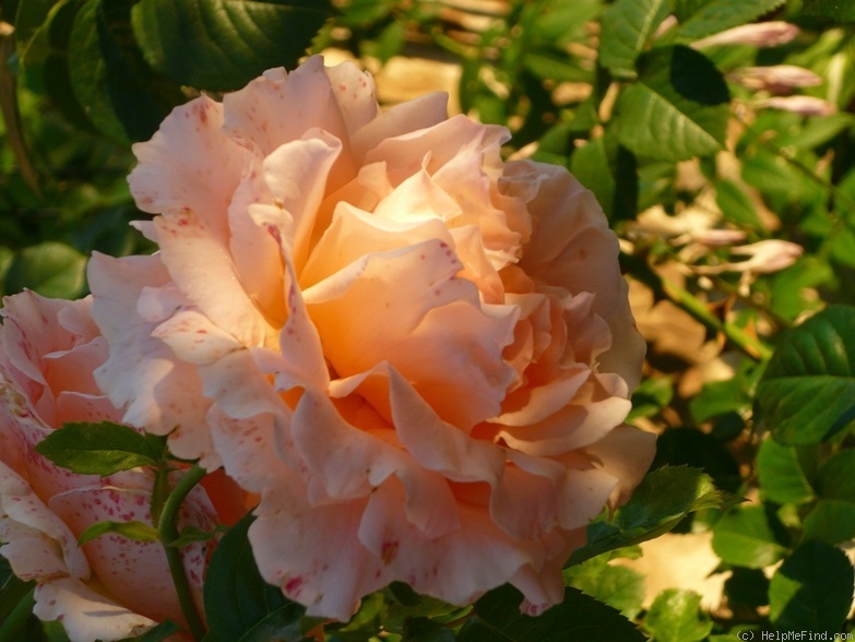 'Polka 91' rose photo