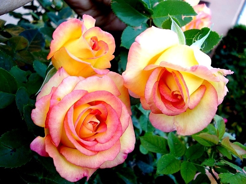 'Jean Piat ®' rose photo