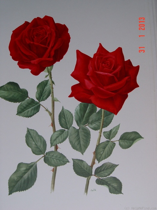 'Edith Piaf (hybrid tea, Verbeek, 1964)' rose photo