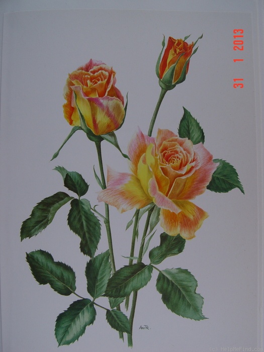 'Talisman (hybrid tea, Montgomery 1929)' rose photo