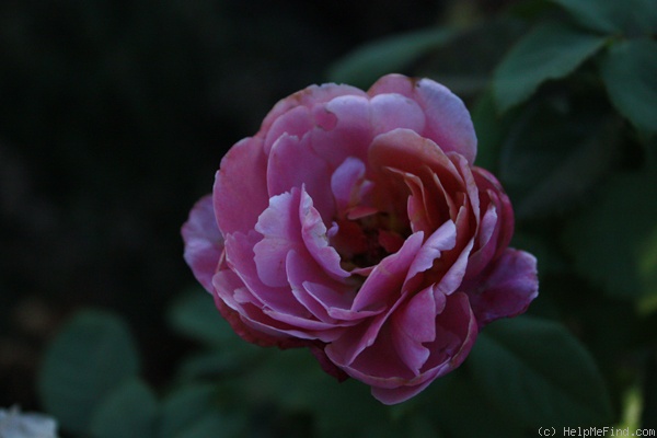 'Distant Drums (Shrub, Buck, 1984)' rose photo