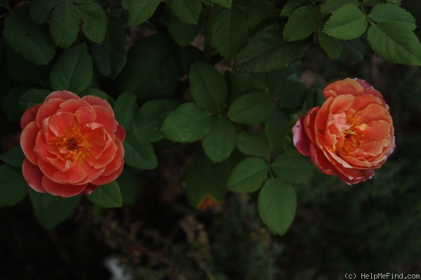 'Distant Drums (Shrub, Buck 1984)' rose, click to enlarge 'Distant Drums (Shrub, Buck 1984)' rose photo