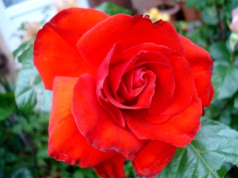 'Chorus ®' rose photo