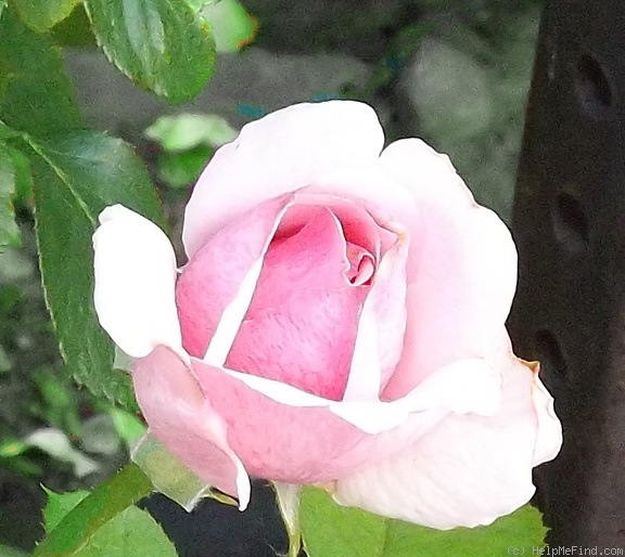 'Country Music (shrub, Buck, 1973)' rose photo