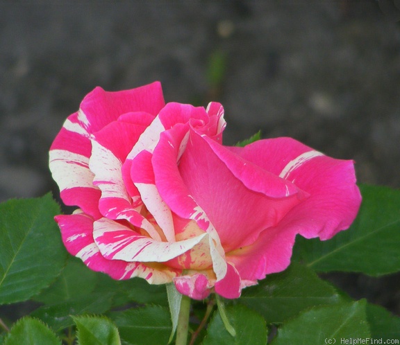 'Candy Land™' rose photo